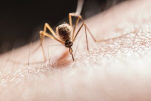 Mosquito pest control