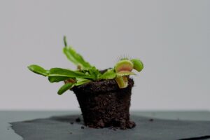 Carnivorous plant to aid with pest control