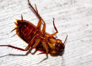 Cockroach pest control