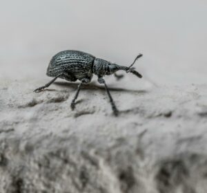 Weevil walking