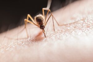 Mosquito sucking on skin