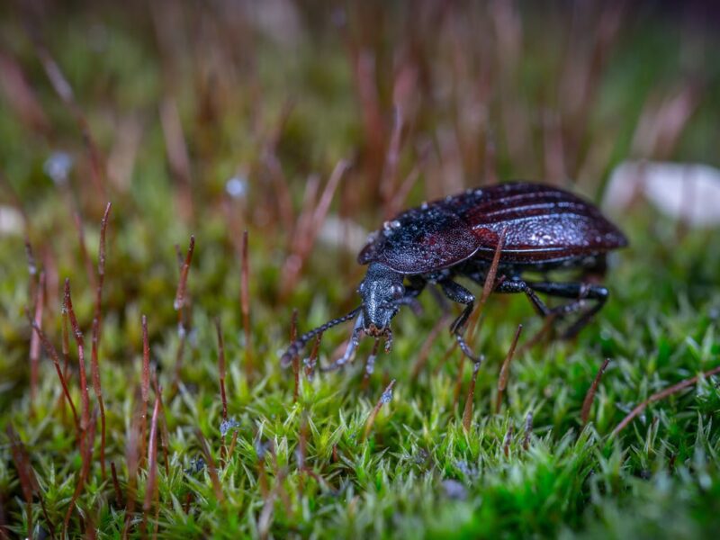 Black ground beetle a beneficial pest