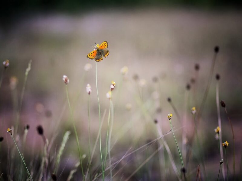 Butterflies, one of the beneficial insects