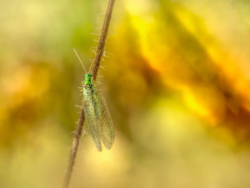 Green Lacewing a beneficial pest