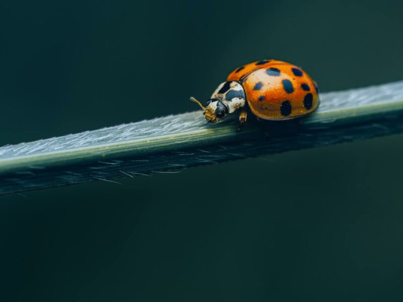 Ladybug, a pest predator, sitting on a stalk