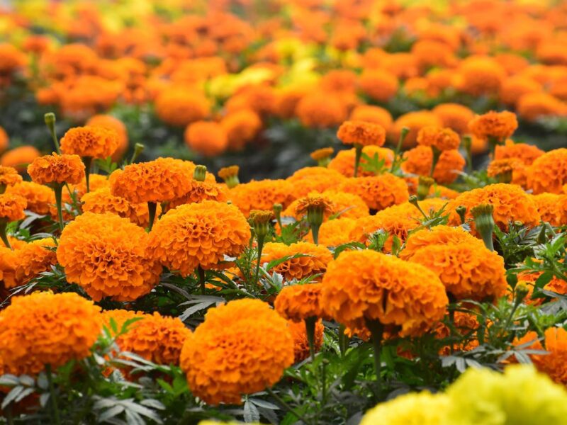 Marigolds attract beneficial pests