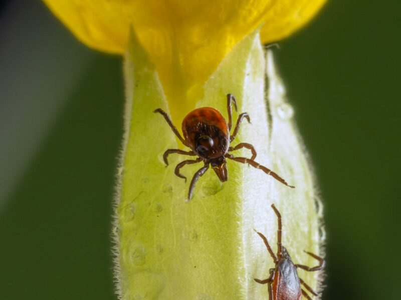 Close up of ticks on a plant